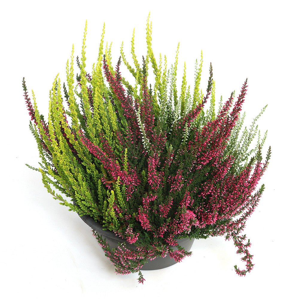 Calluna Garden Girls trio 25cm 23cm Pot