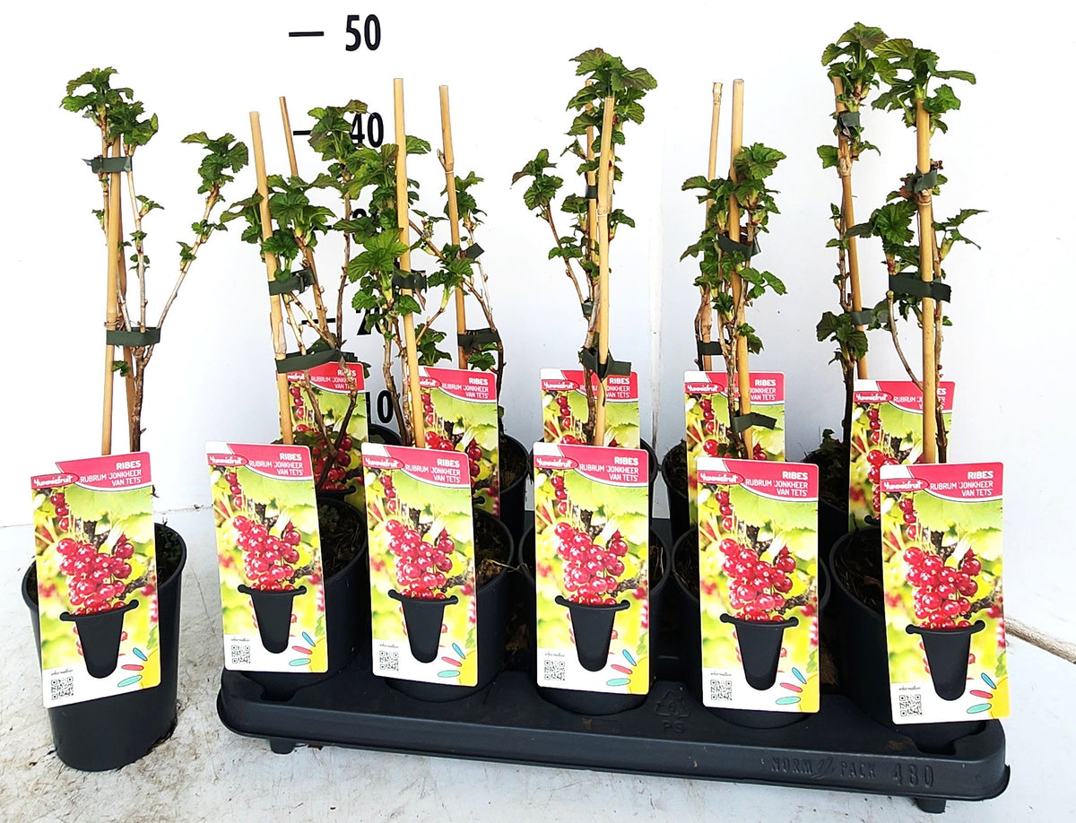 Ribes Jonkheer van Tets (Red Currant) 50cm 12cm Pot
