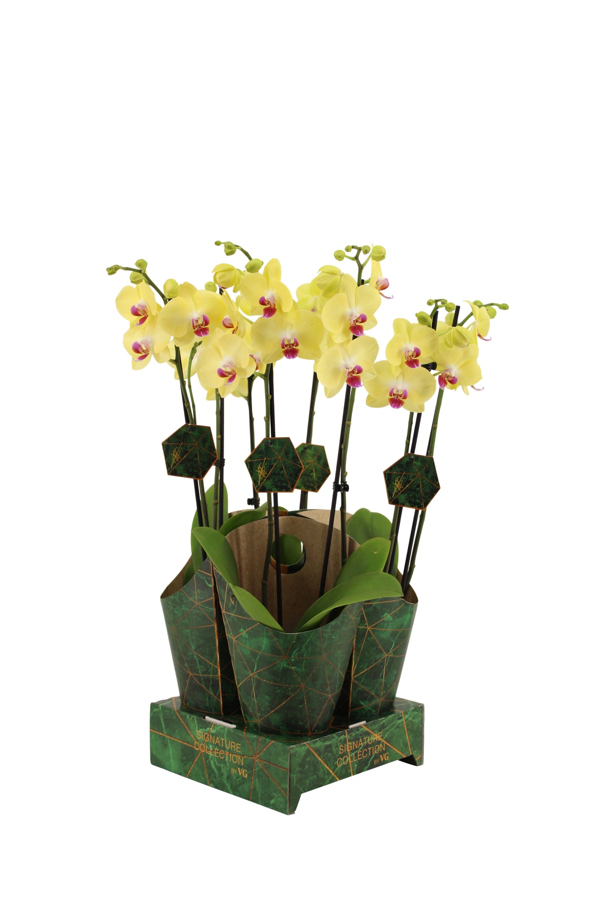 Phalaenopsis yellow 60cm 12cm Pot