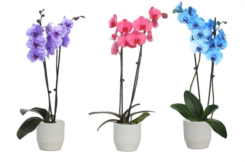 Phalaenopsis Hybrid 55cm 12cm Pot