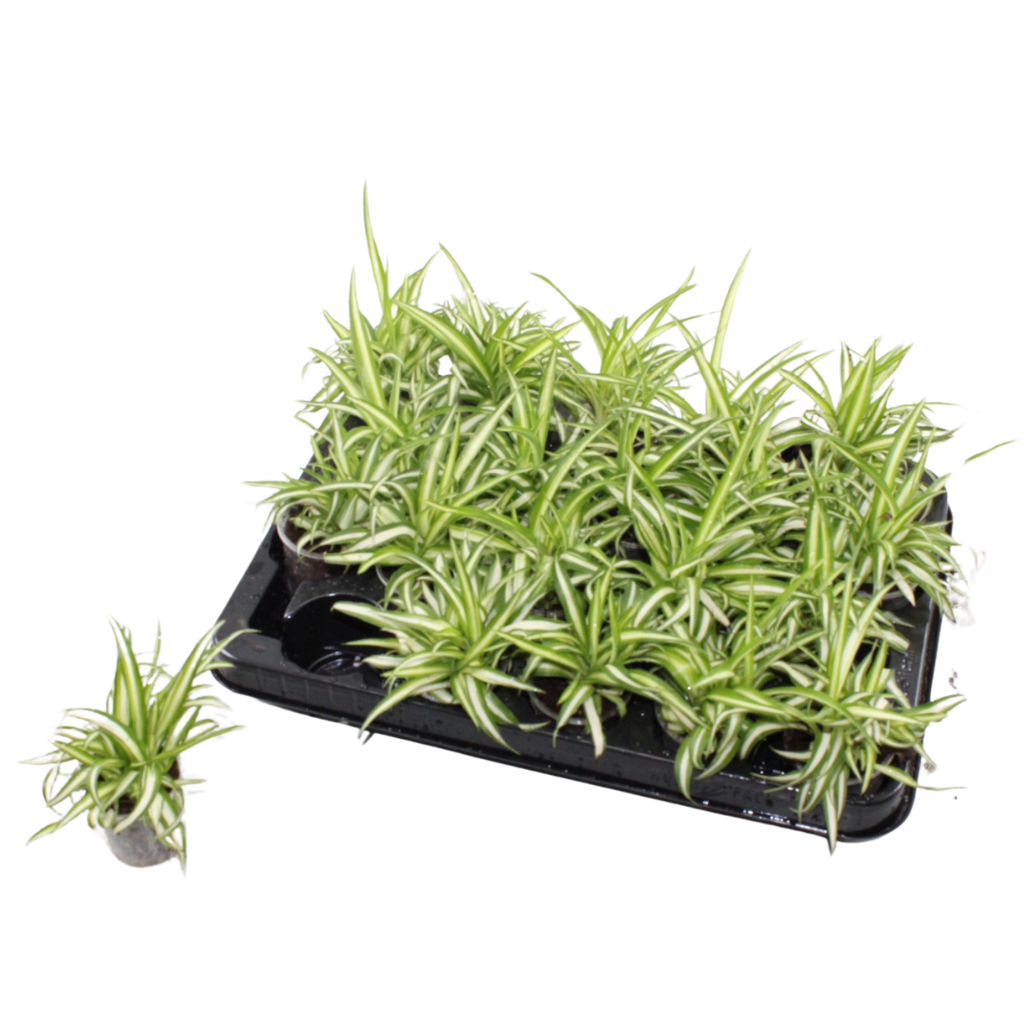 Jongenotter Potpl.kwekerij, Willem Chlorophytum Variegated Pack of 20