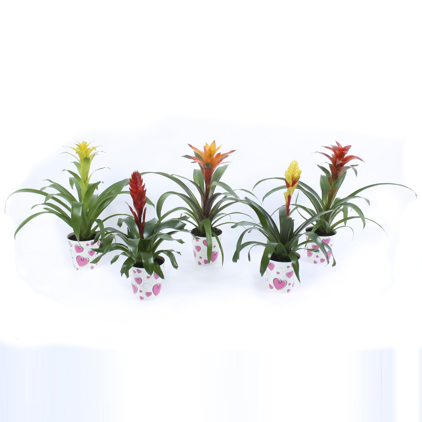 Bromelia mix 40cm 12.5cm Pot