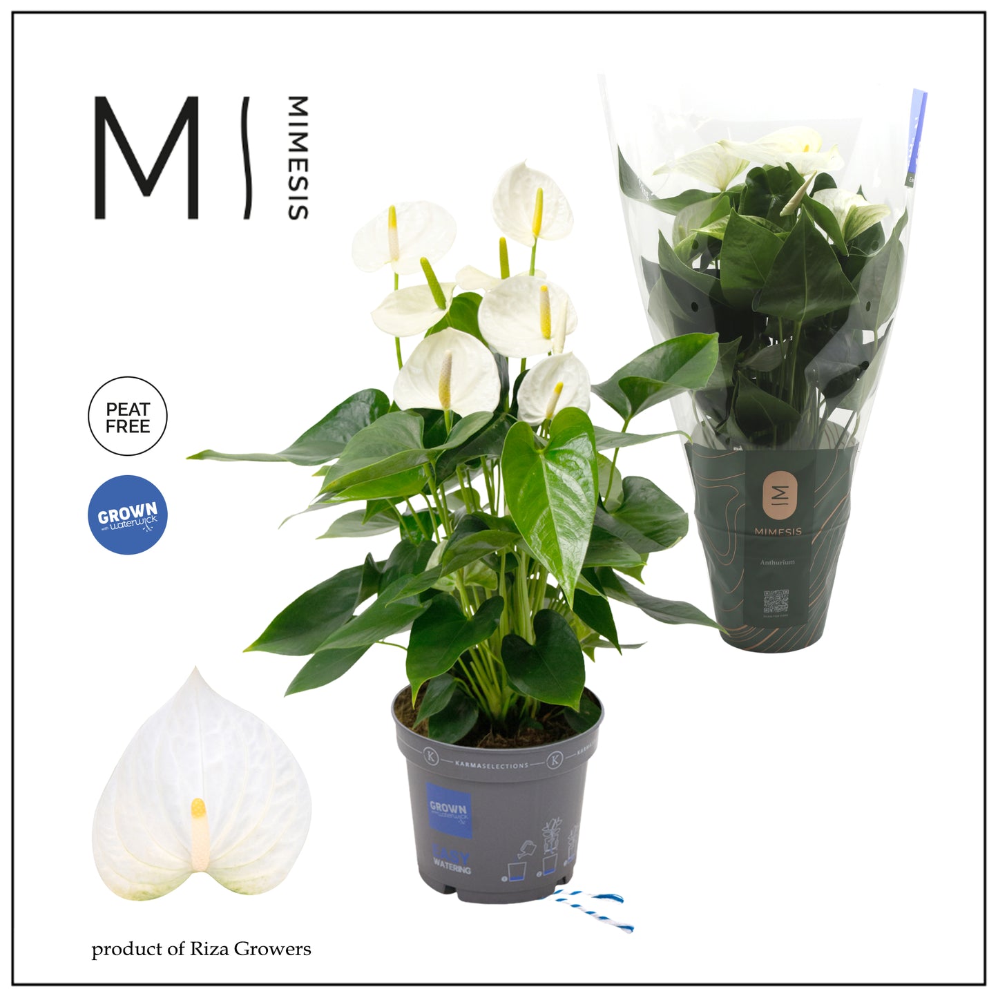 Anthurium Karma White 55cm 17cm Pot
