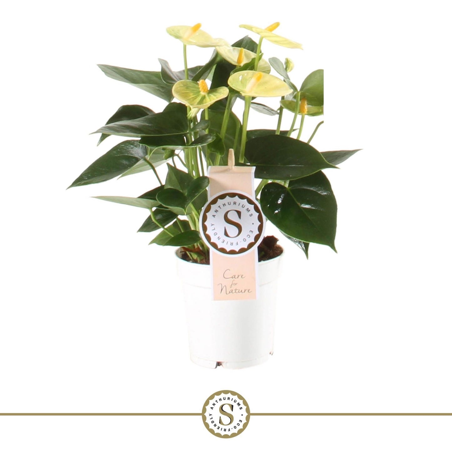 Anthurium Yellow Champion 30cm 9cm Pot