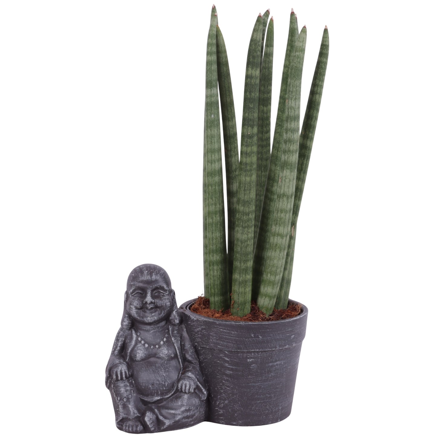 Sansevieria cylindrica 40cm 21cm Pot
