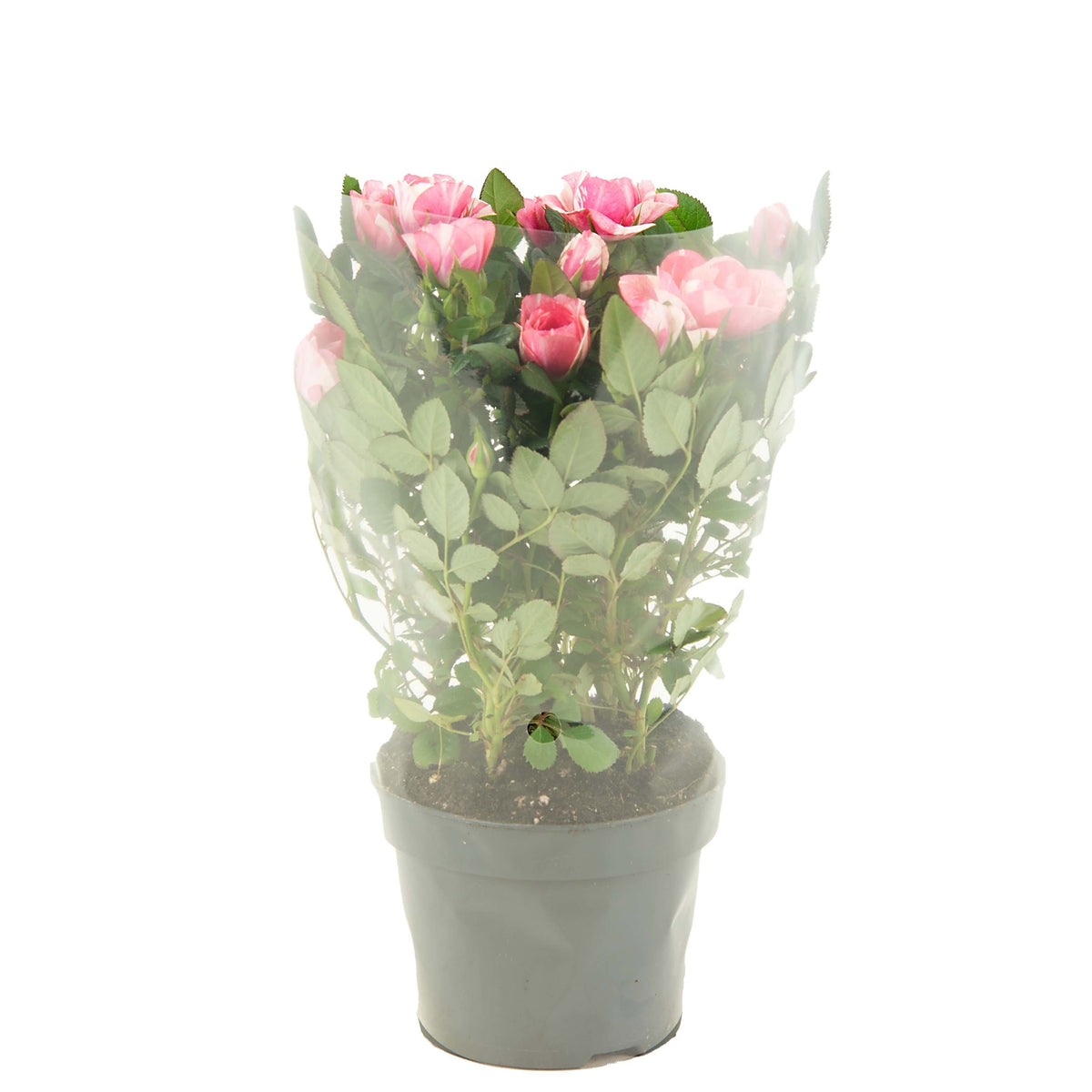 Rosa Vieve 28cm 10.5cm Pot