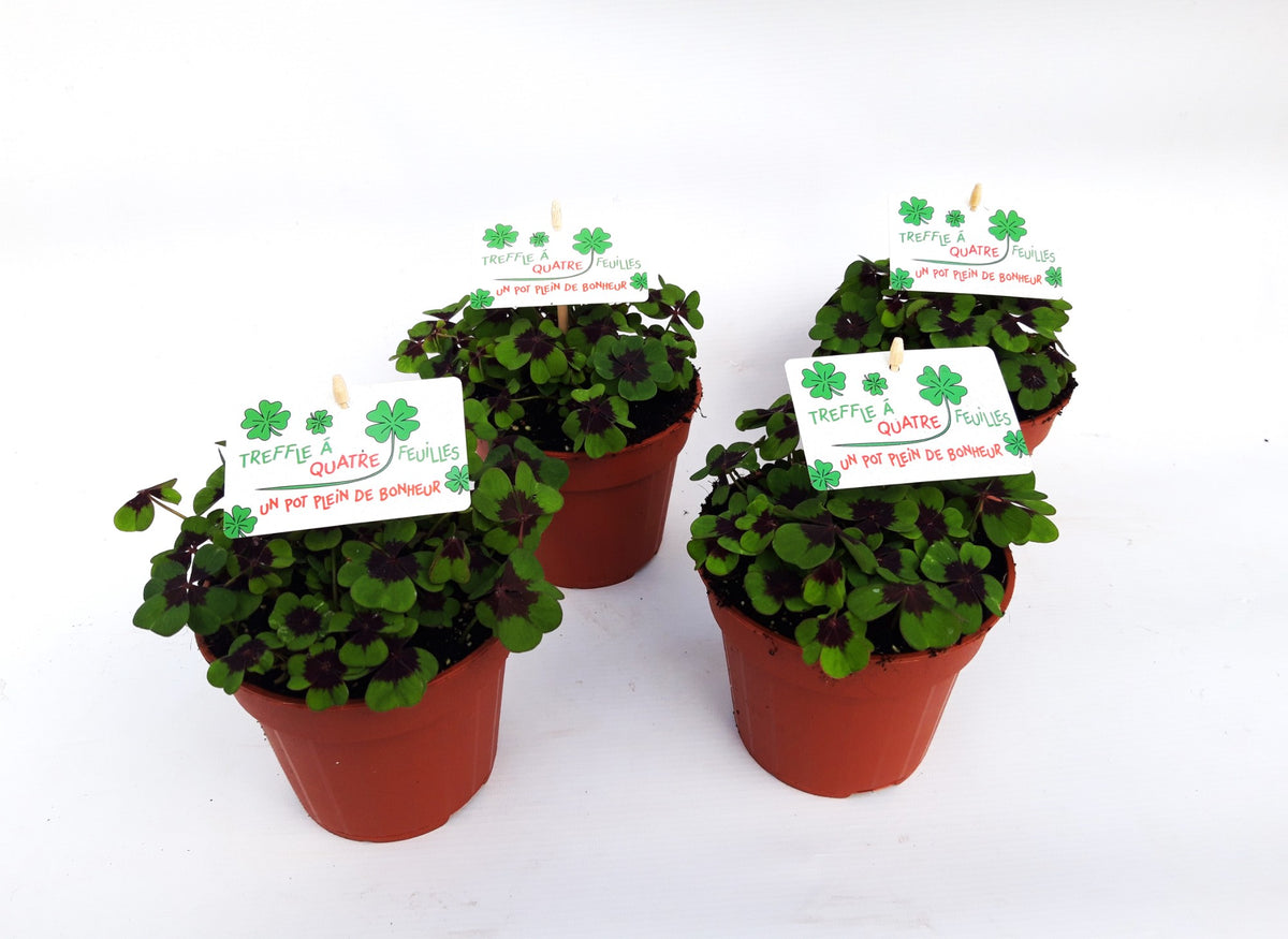 Oxalis deppei 13cm 13cm Pot