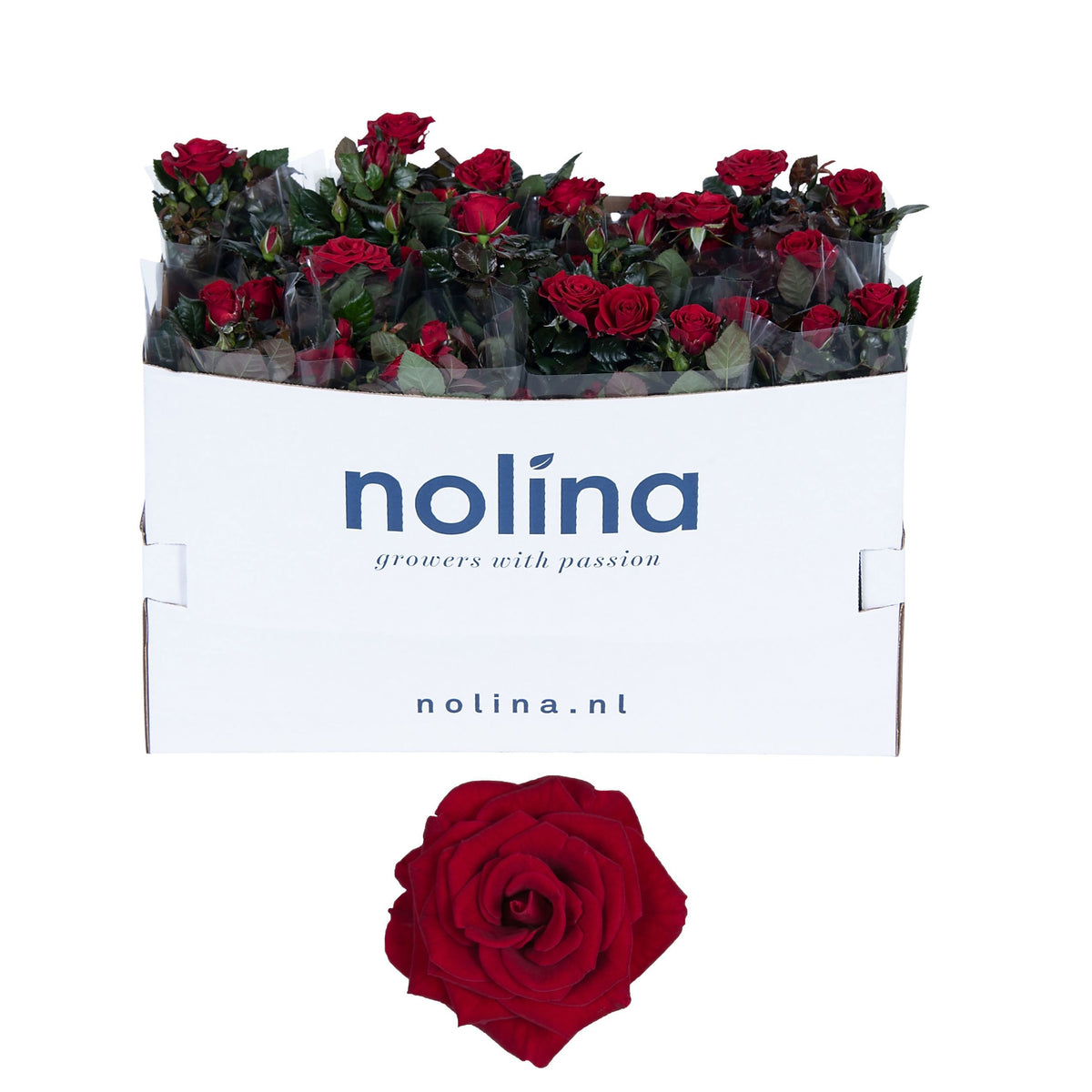 Rosa red 36cm 13cm Pot