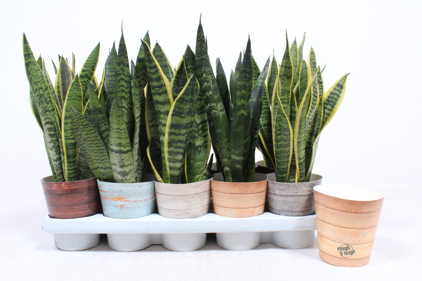 Fachjan BV Sansevieria trifasciata Pack of 10