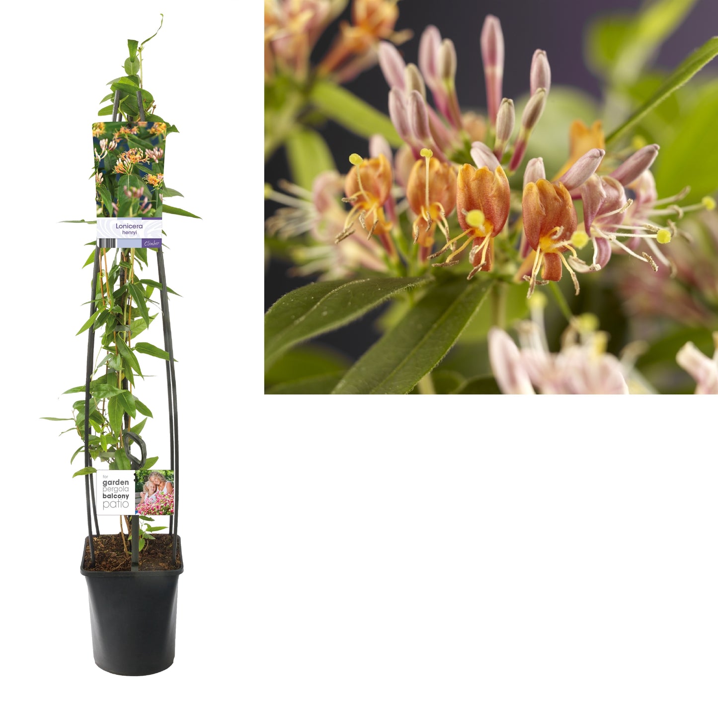 Lonicera henryi 115cm 23cm Pot