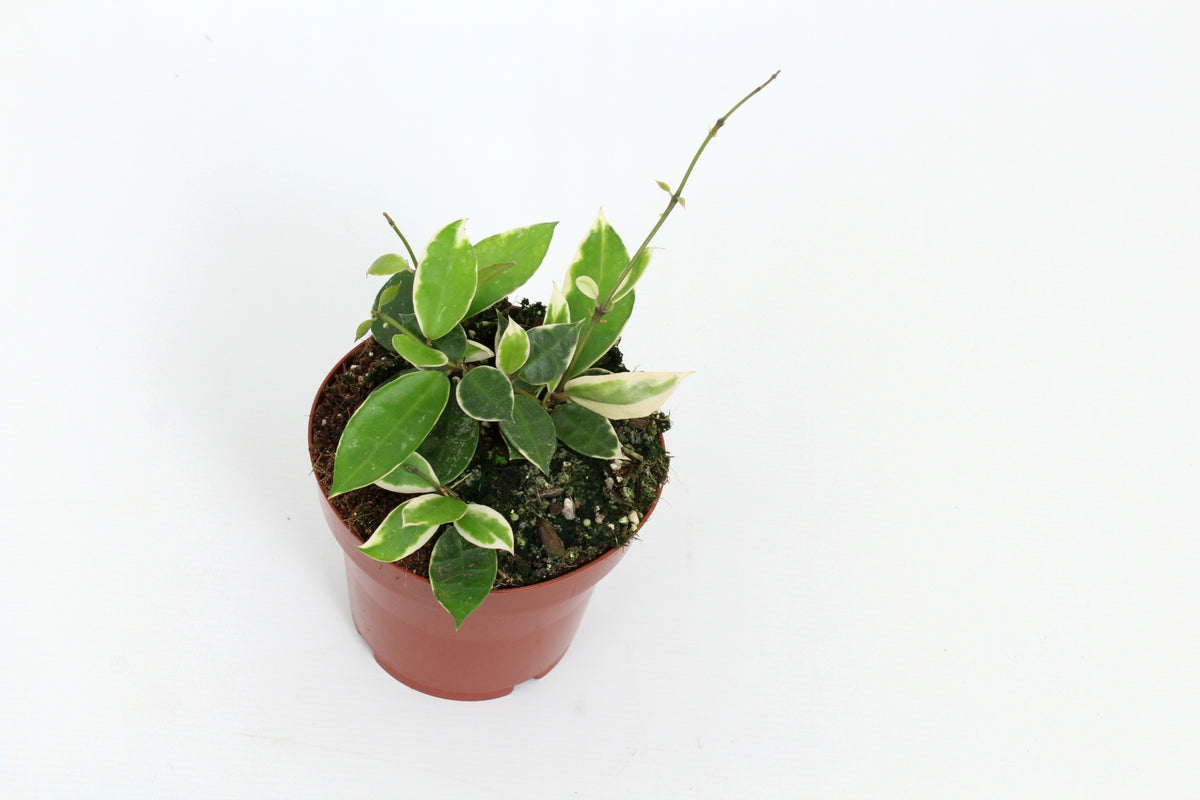 Hoya lacunosa 15cm 12cm Pot