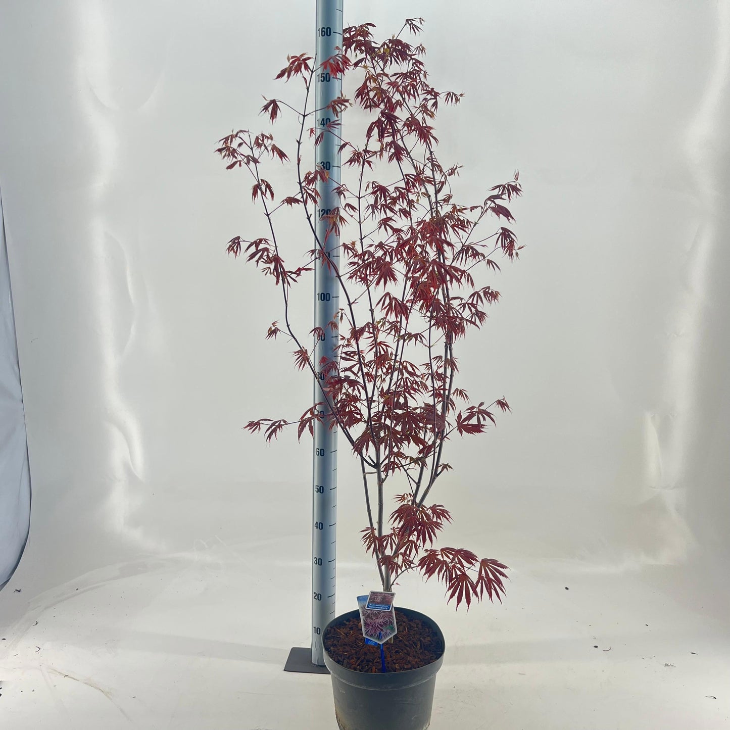 Acer Trompenburg 130cm 29cm Pot