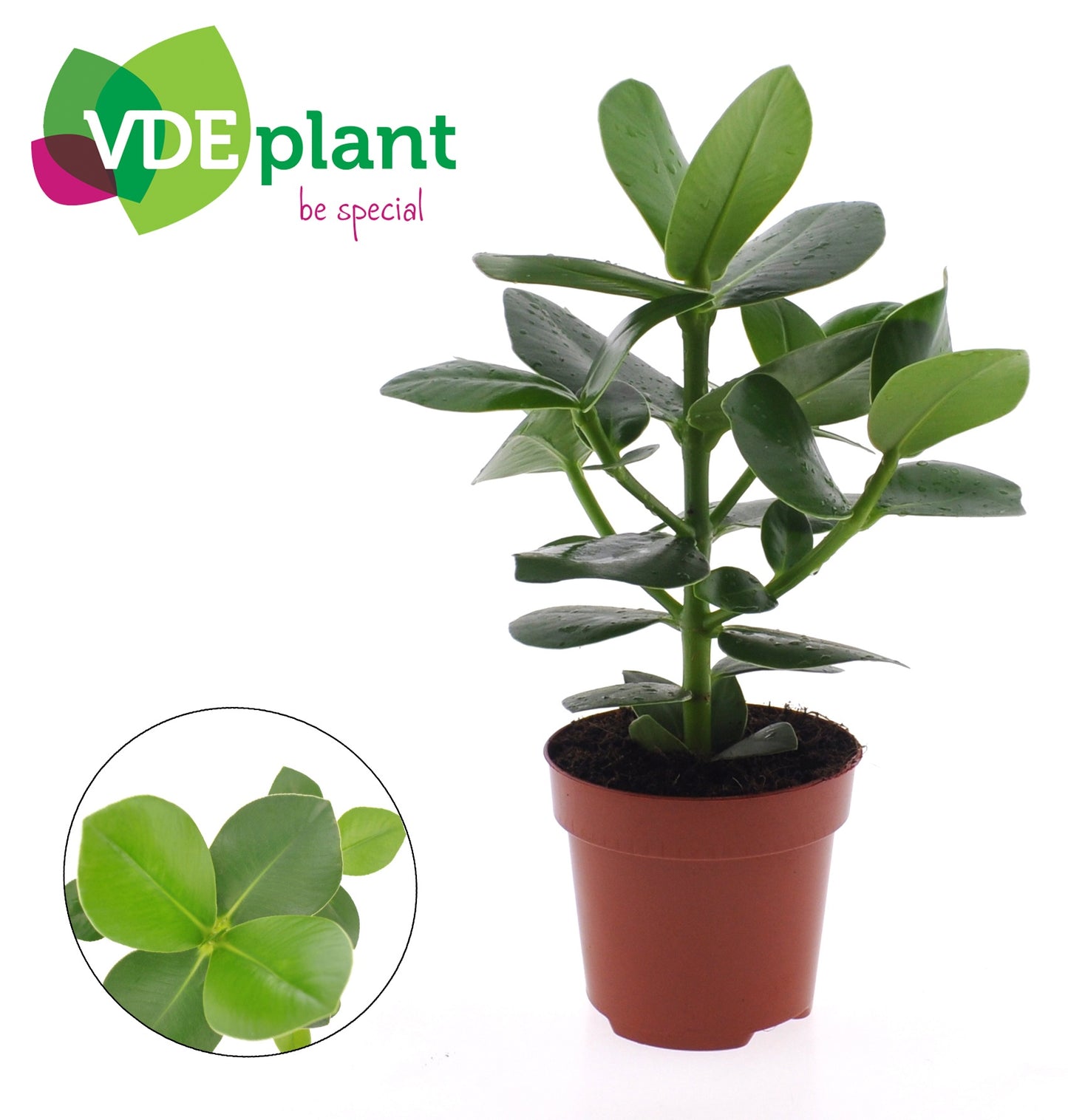 VDE plant BV Clusia Princess Pack of 8