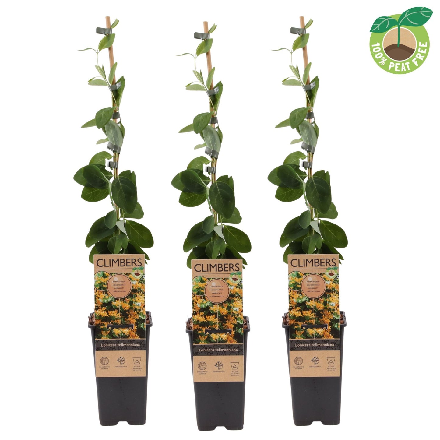 Lonicera Dropmore Scarlet 60cm 15cm Pot