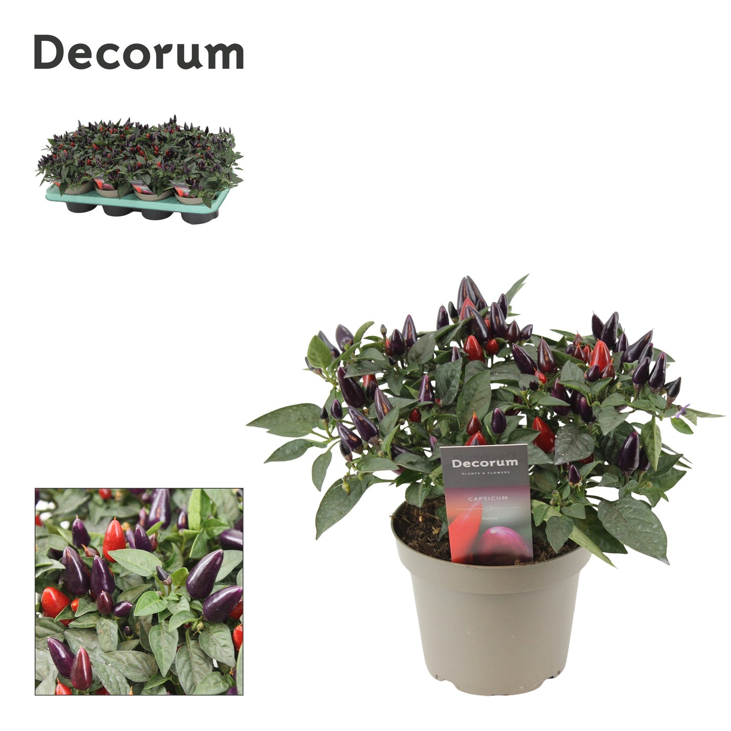 Capsicum ann. Torero Purple 23cm 13cm Pot