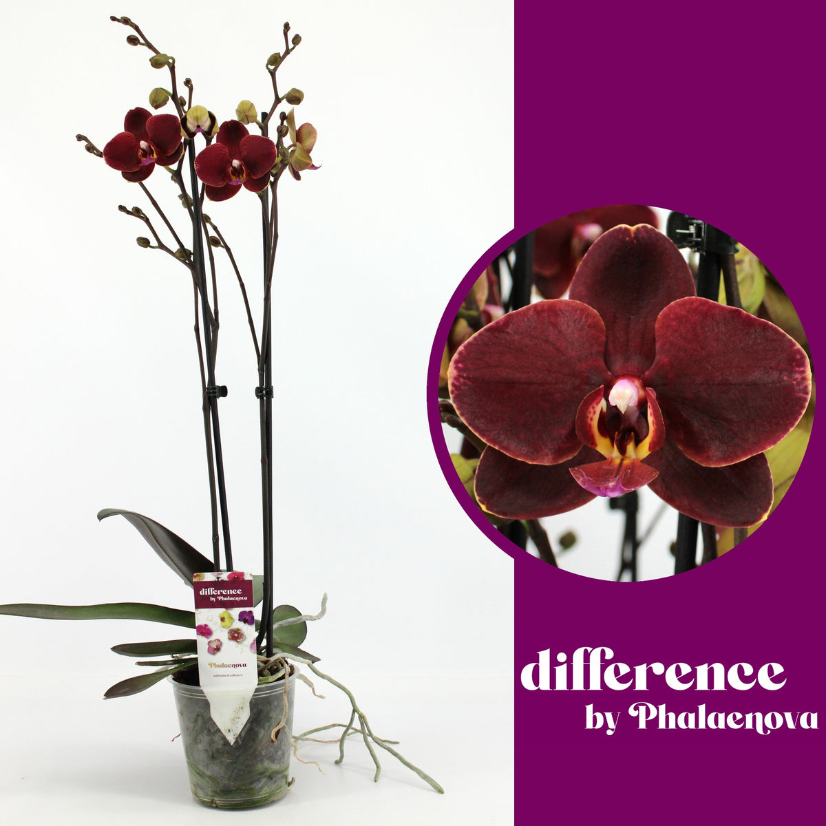 Phalaenopsis red 60cm 12cm Pot