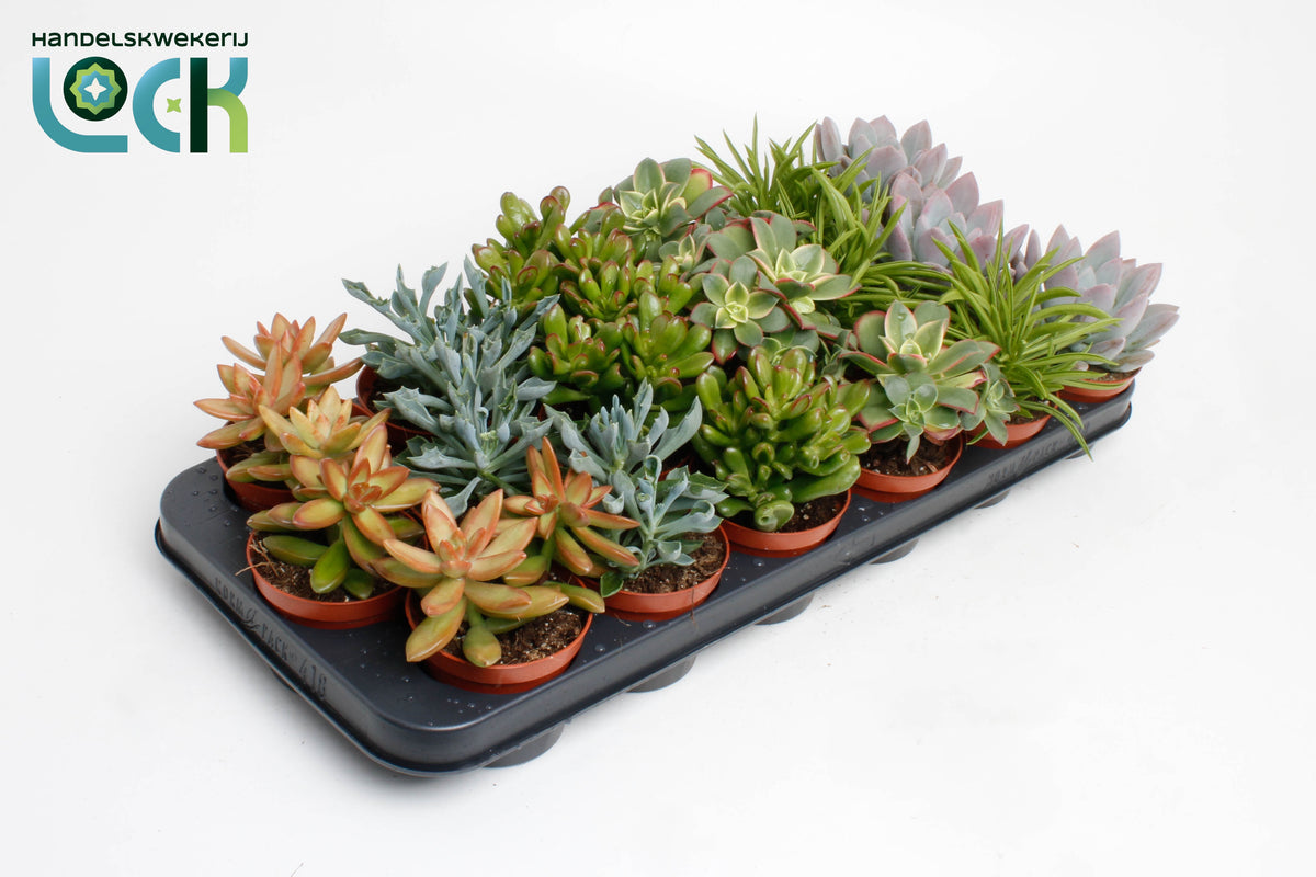 Succulent mix 15cm 8.5cm Pot