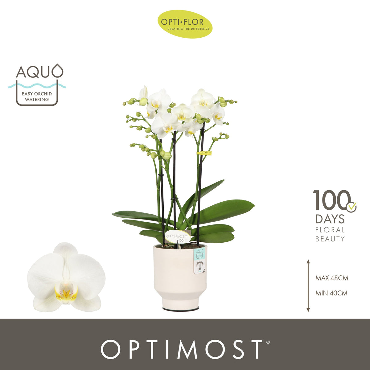 Phalaenopsis multiflora white 45cm 12cm Pot