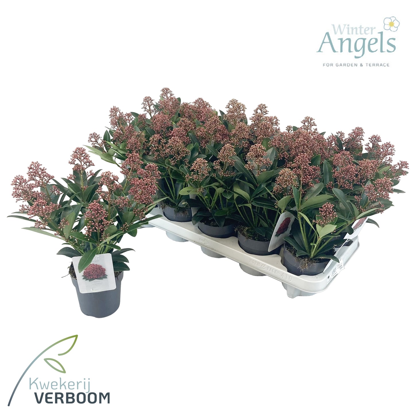 Skimmia japonica Rubella 30cm 10cm Pot