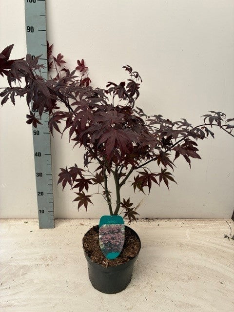 Acer Bloodgood 50cm 23cm Pot