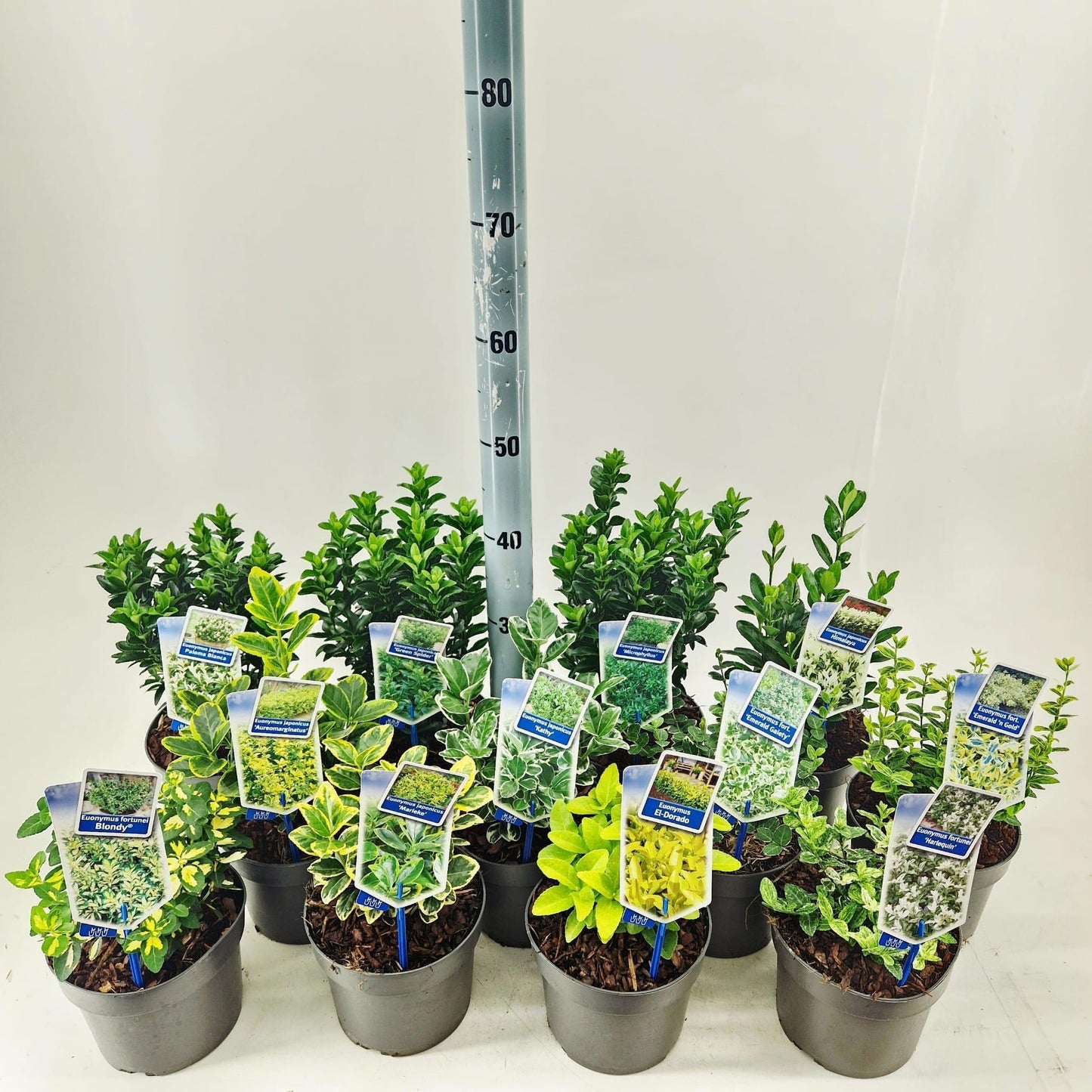 Euonymus japonicus mix 30cm 17cm Pot