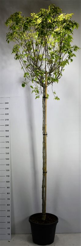 Bloemenkampen BV, Hkw. de Cornus kousa China Girl Pack of 1