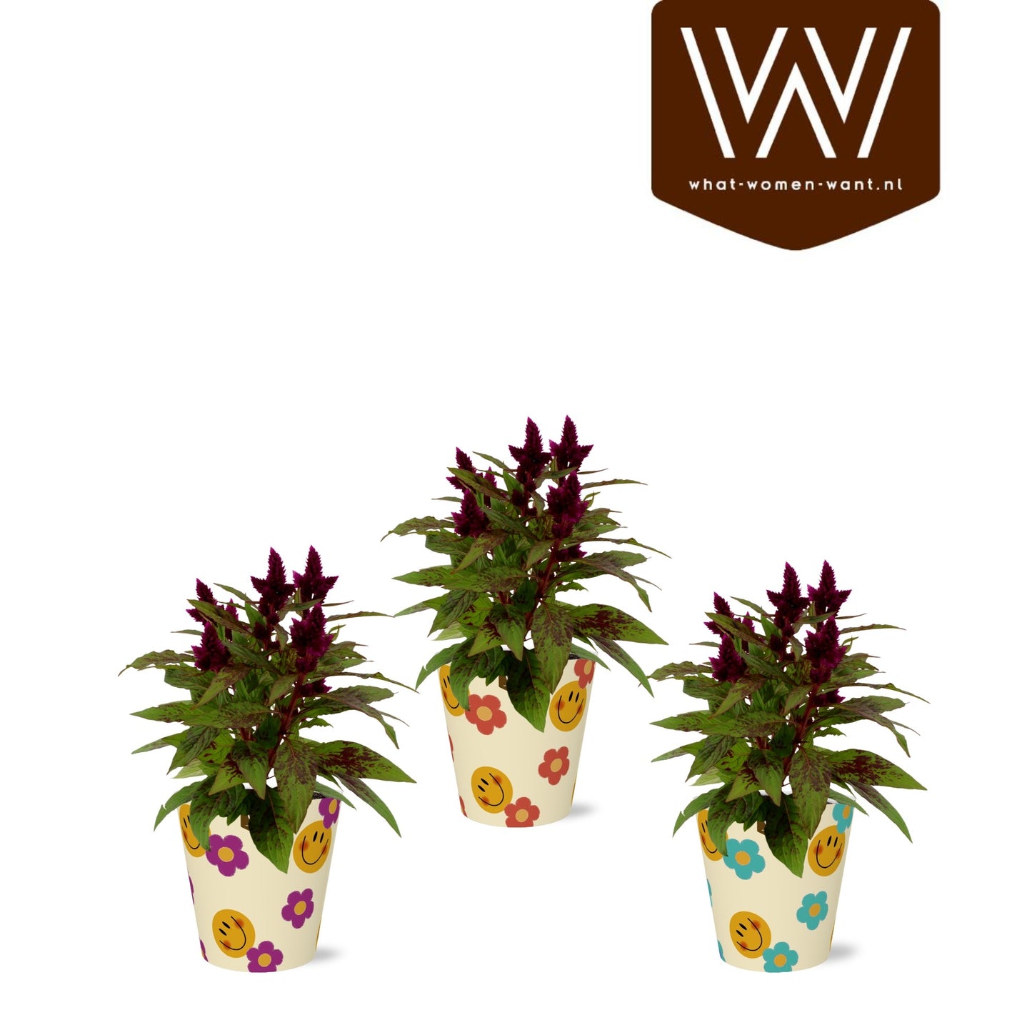 Adrichem Potplanten Celosia Atomic Deep Purple Pack of 6