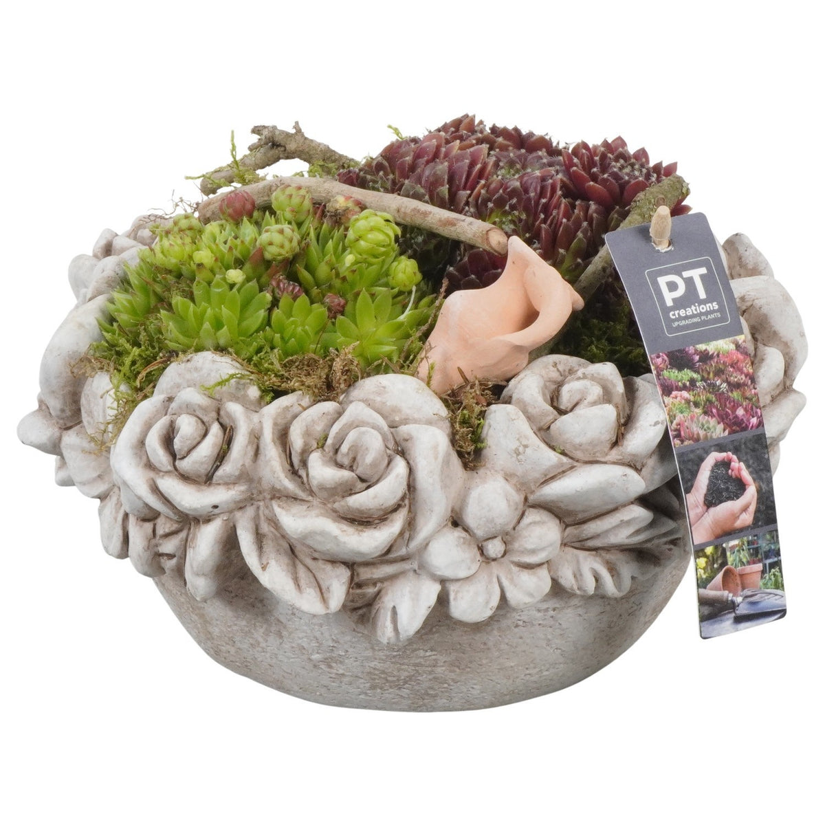 arr. Sempervivum 17cm 22cm Pot