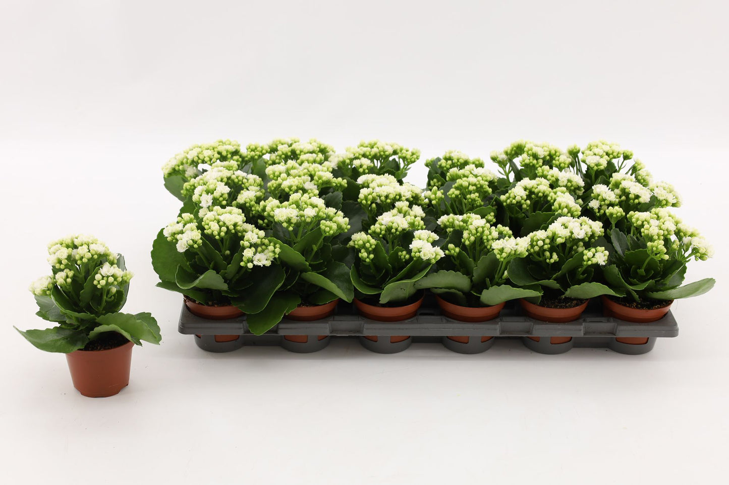 Vilosa Kalanchoe double Whites White Pack of 18