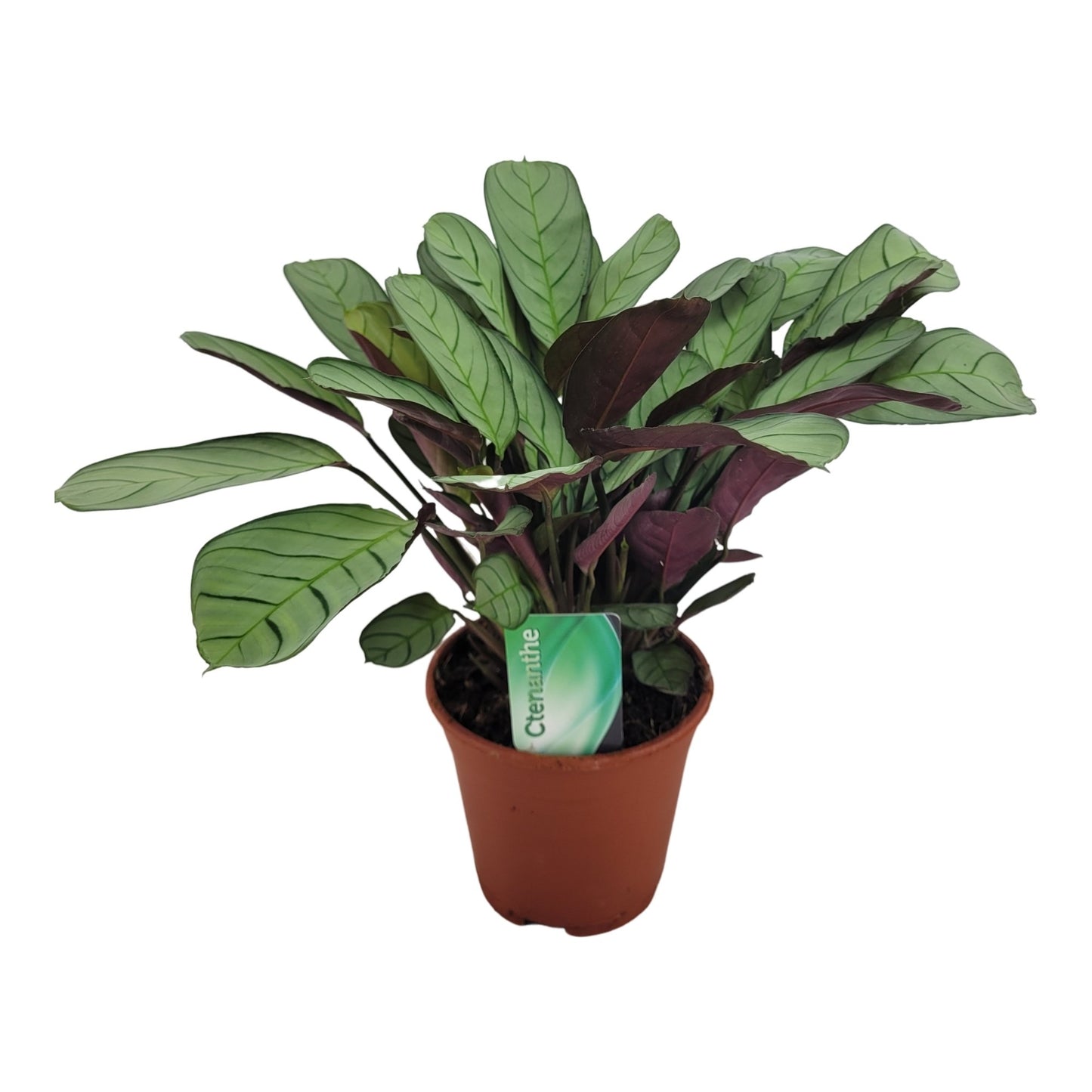 Ctenanthe burle-marxii Amagris 30cm 14cm Pot