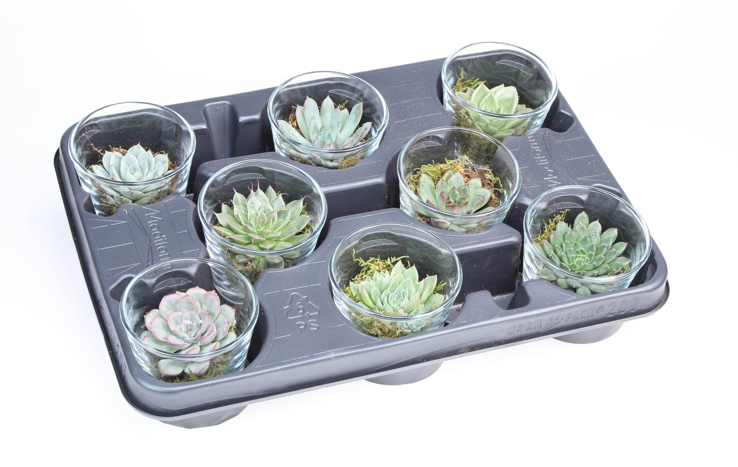 Euro Cactus Holland Bv Deco glas succulent Pack of 8