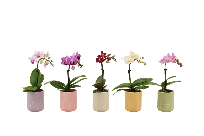 Logico Phalaenopsis arrangement Pack of 15