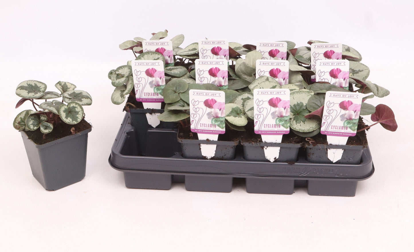 Cyclamen persicum 15cm 9cm Pot