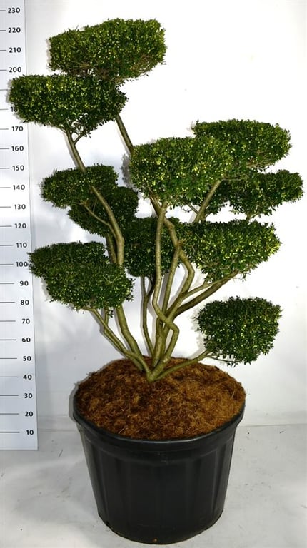 Bloemenkampen BV, Hkw. de Ilex cren. Fructu Luteo Pack of 1