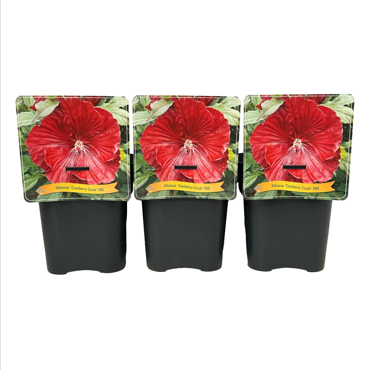 Hibiscus 35cm 21cm Pot
