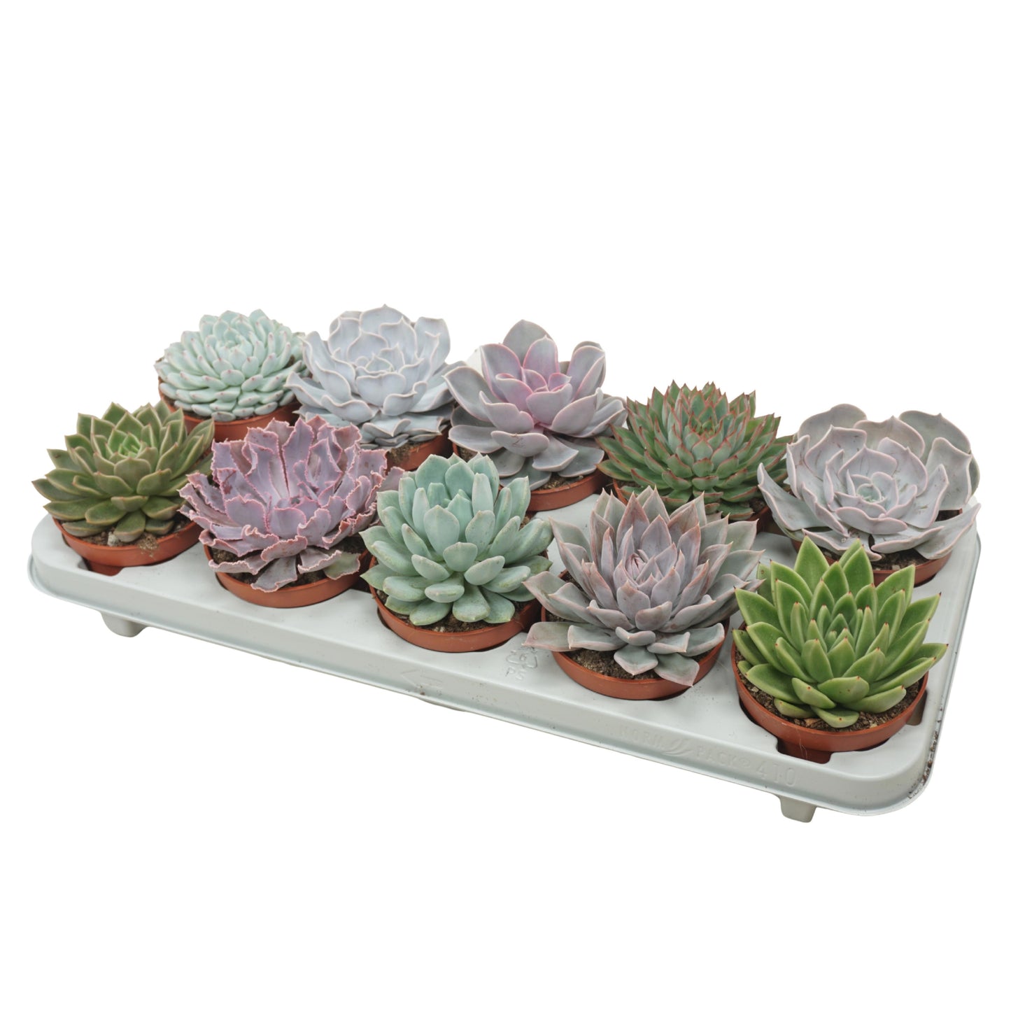 Echeveria mix 14cm 10.5cm Pot