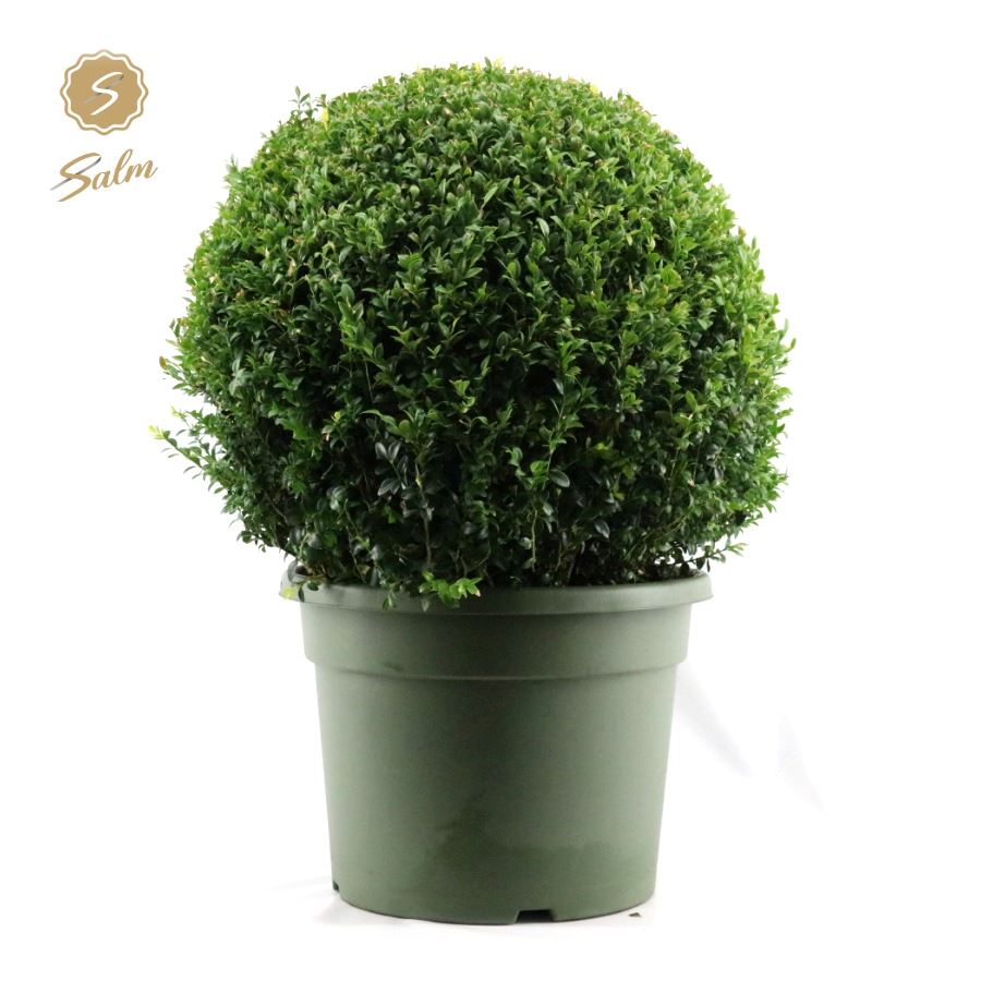 Buxus sempervirens ball 80cm 45cm Pot