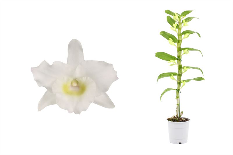 Dendrobium Apollon 65cm 12cm Pot