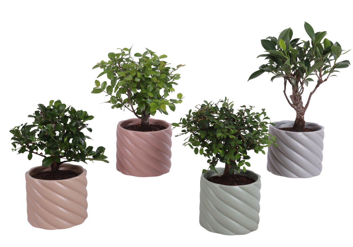 Bonsai mix 25cm 11cm Pot