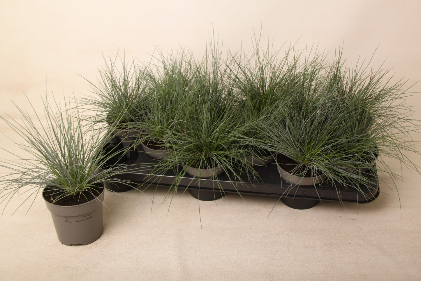 Valk BV Patioplant Festuca Elijah Blue Pack of 12