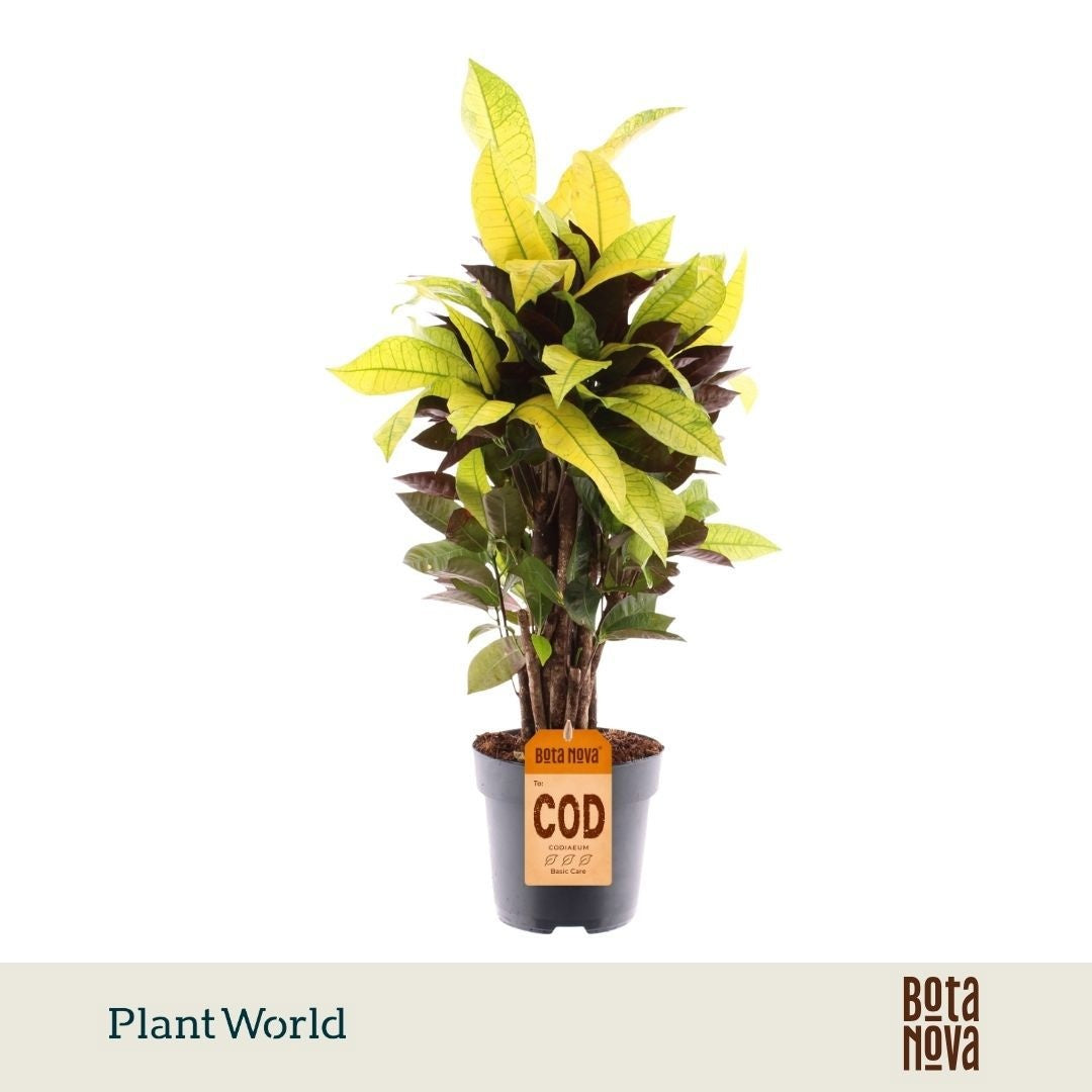 Codiaeum Mrs Iceton branched 60cm 17cm Pot