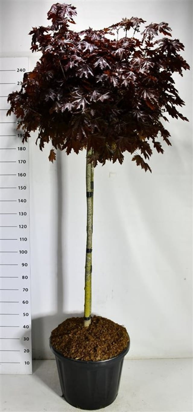 Acer Crimson Sentry 260cm 60cm Pot