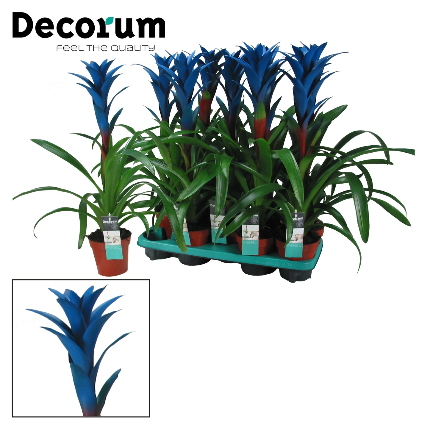 JungleStar BV Guzmania Ocean Blue Pack of 9