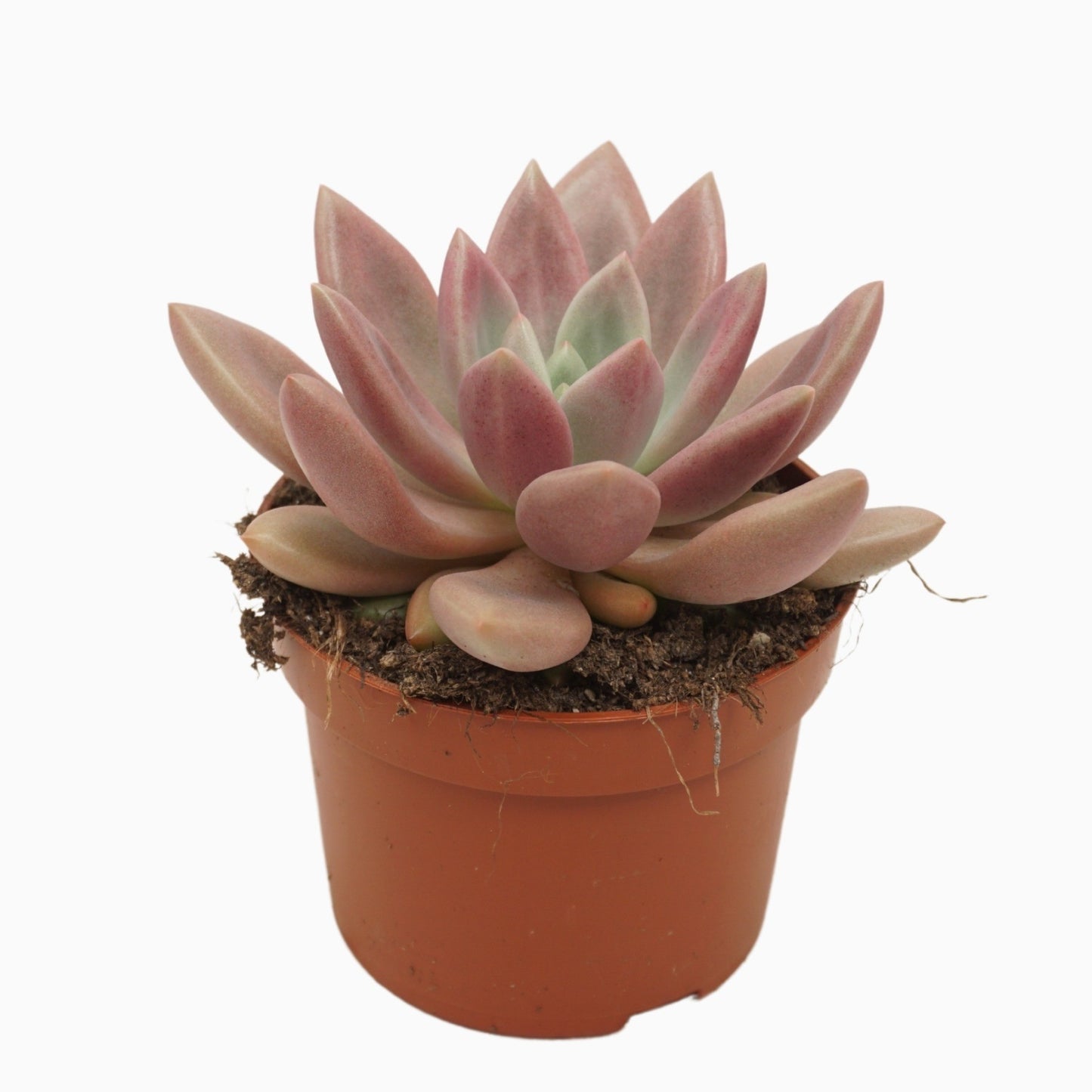 Succulent mix 15cm 10.5cm Pot