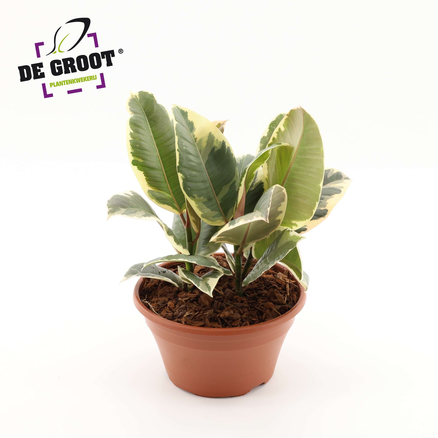 Ficus Tineke 35cm 23cm Pot