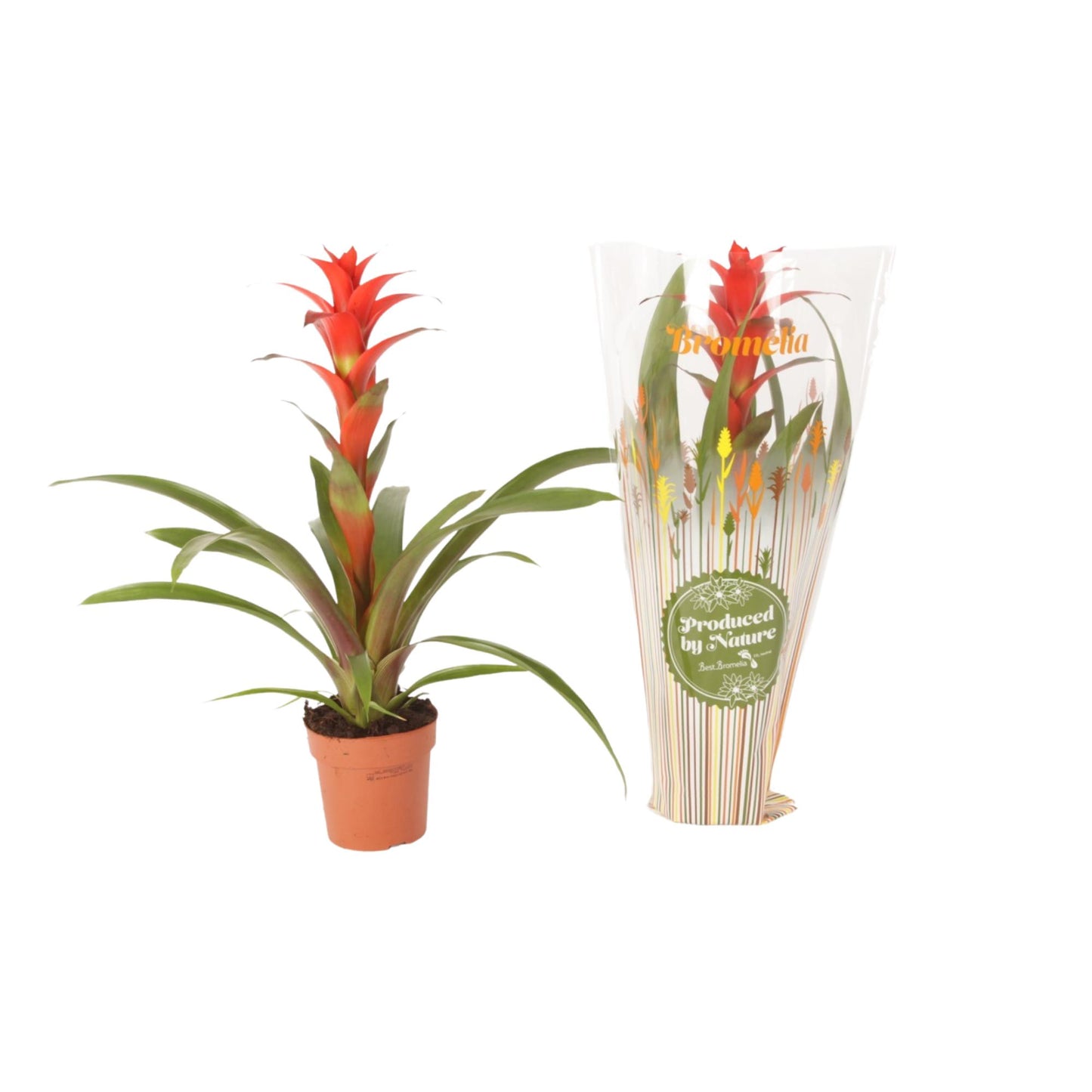 Guzmania Allura 45cm 12cm Pot