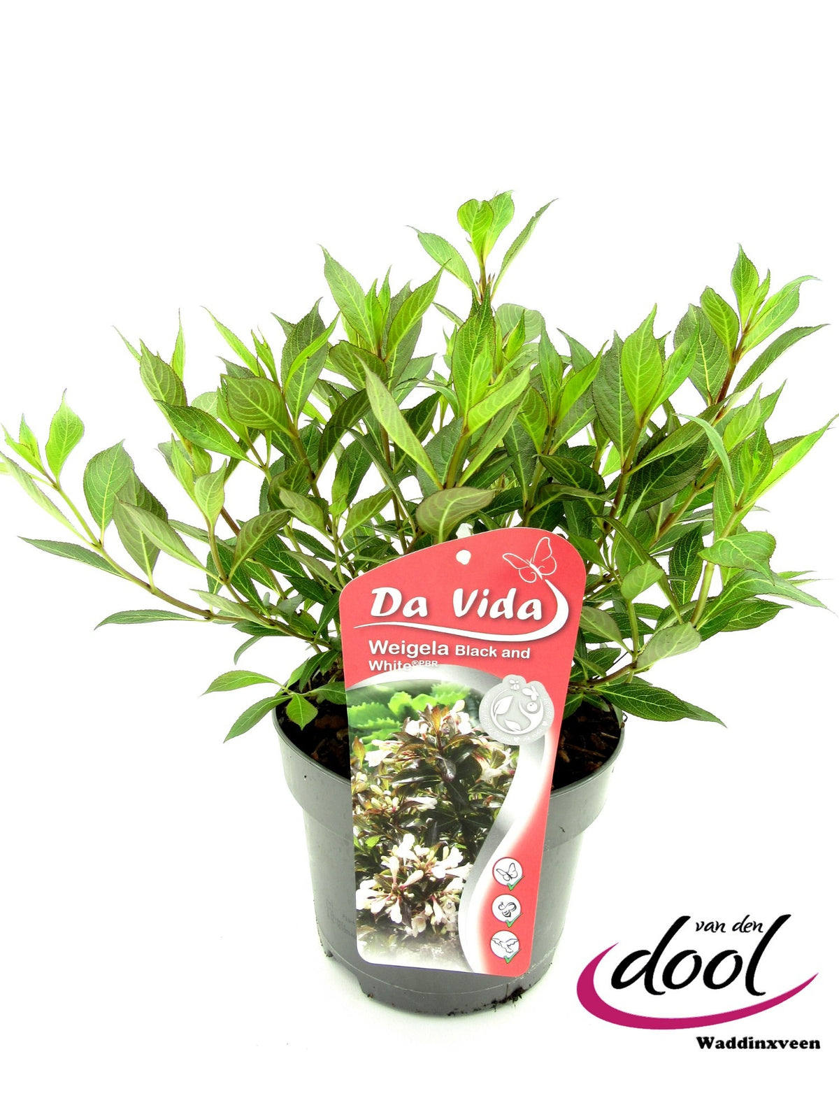 Weigela florida 30cm 19cm Pot