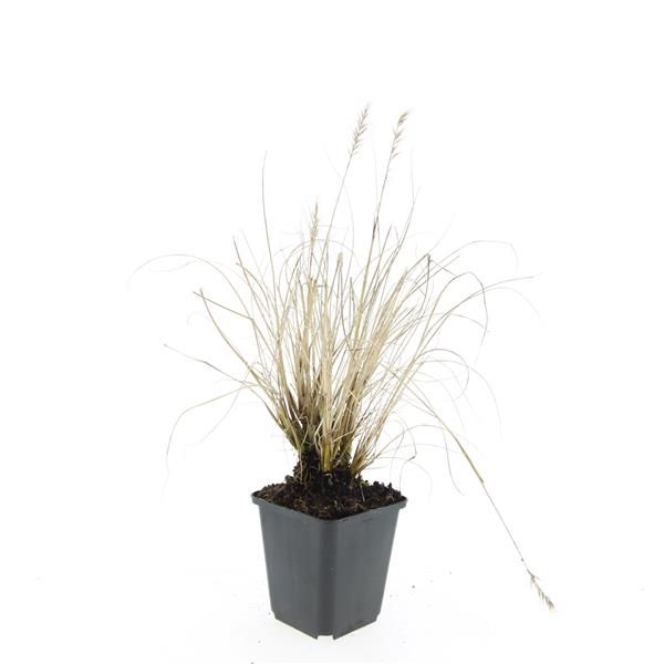Pennisetum Hameln 5cm 9cm Pot