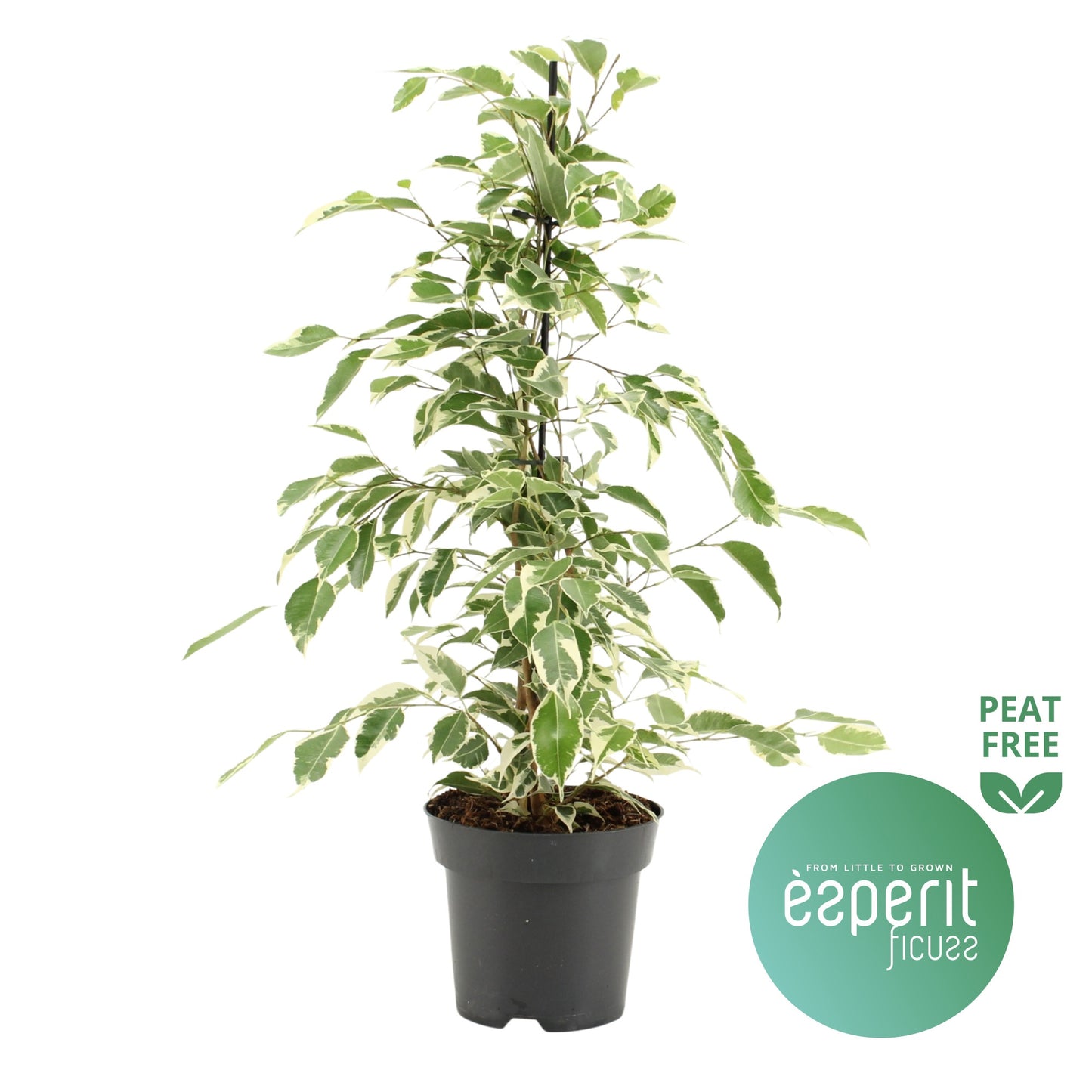 Ficus benjimina Twilight 55cm 14cm Pot