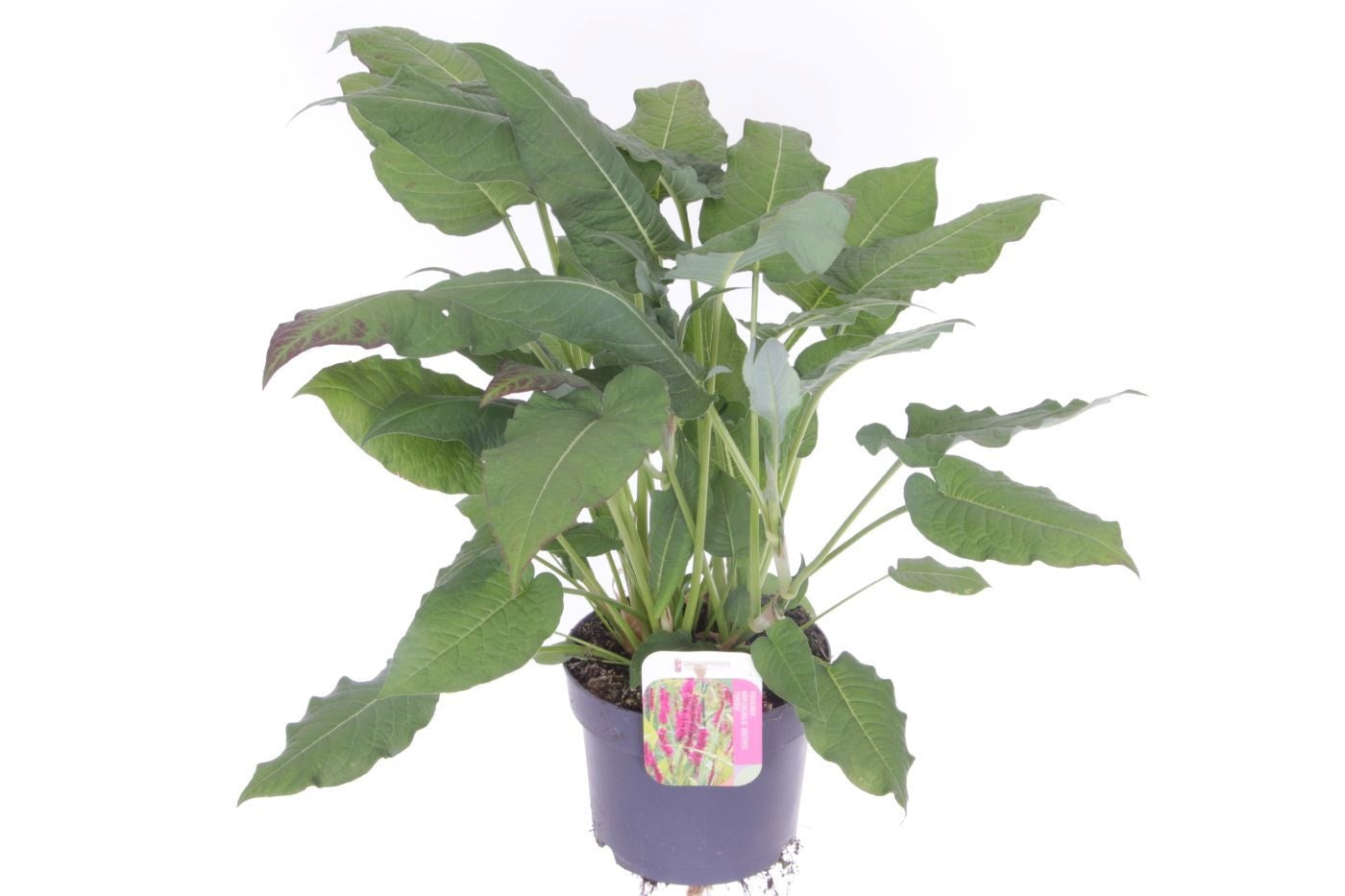 Persicaria amplexicaulis 50cm 17cm Pot